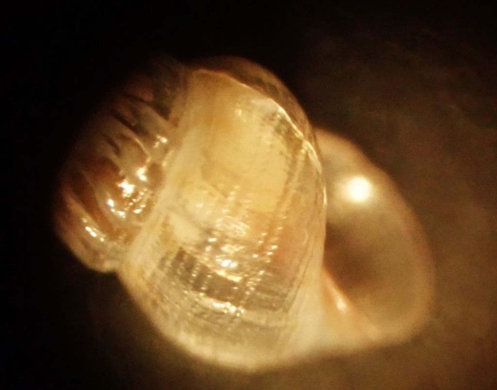 famiglia RISSOIDAE (da determinare)